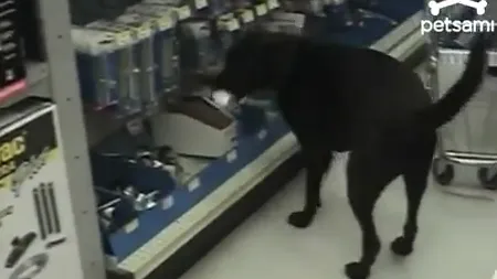 Câinele, cel mai bun prieten al omului...la cumpărături VIDEO