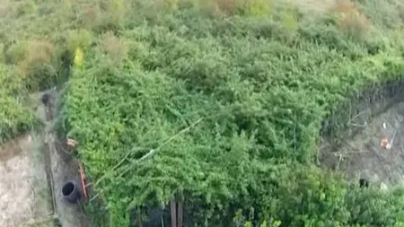 O dronă antiseismică din Italia a descoperit o plantaţie de marijuana VIDEO