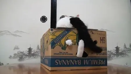 Coada unei pisici, jucăria altei feline VIDEO