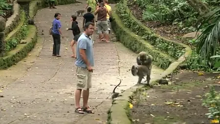 Două maimuţe iubăreţe strică un reportaj TV VIDEO