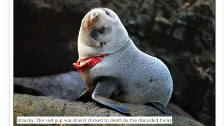 O focă aproape a murit strangulată de un chilot tanga lăsat de turişti pe plaja