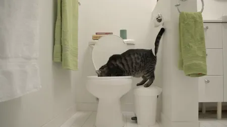 Pisica războinică: Felina care luptă pentru planetă, vedetă pe internet VIDEO