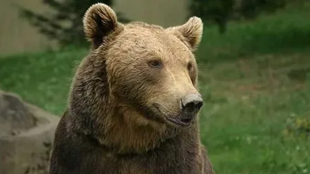 Un urs a mâncat mai multe animale dintr-o gospodărie din Buşteni