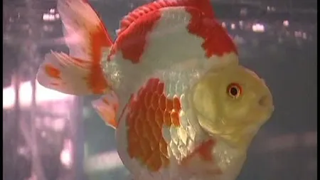 INEDIT Competiţie de frumuseţe pentru peştii aurii VIDEO
