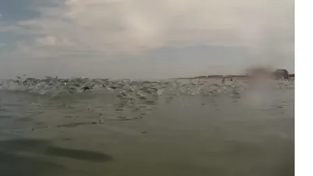 Spectacol inedit în apă. Înot sincron al unui banc de peşti VIDEO