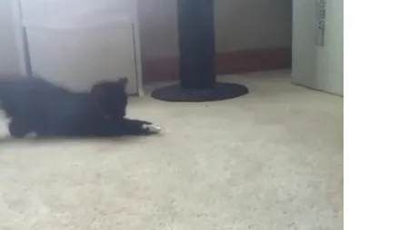 Cea mai jucăuşă pisicuţă. Vezi cum se distrează cu o simplă bucată de hârtie VIDEO
