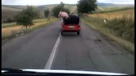 Cum a zburat porcul pe o şosea din România