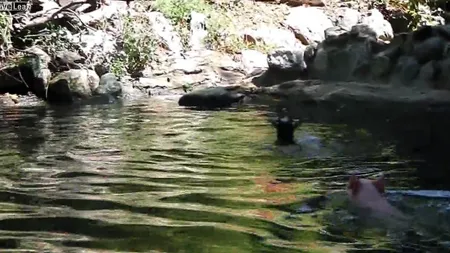 Porcul erou: A salvat un ied de la înec VIDEO