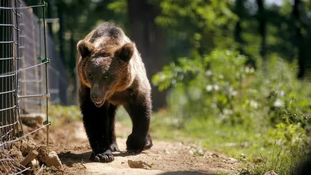Un URS AGRESIV este LIBER în pădurile de pe Valea Prahovei