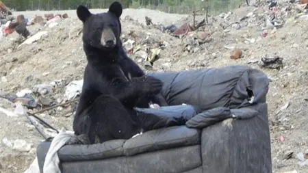 Un urs obosit s-a relaxat în aer liber pe... o canapea FOTO