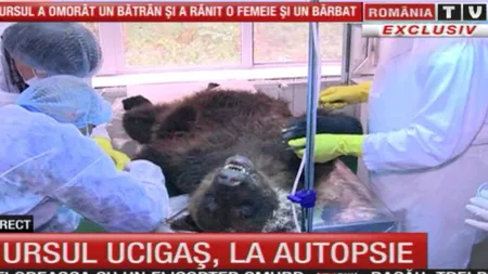 Ursul care a atacat trei persoane în Dâmboviţa, la autopsie