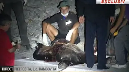 Ursul care a atacat TREI PERSOANE în Dâmboviţa a fost ÎMPUŞCAT