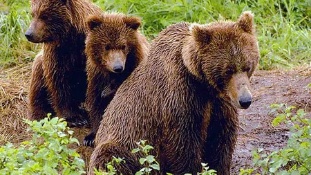 Urşii au ucis animalele sătenilor din Covasna