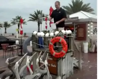 Ce păţeşte un bărbat care hrăneşte pelicanii VIDEO