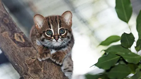 Doi pui din specia cea mai mică de pisică din lume s-au născut la Zoo Berlin FOTO