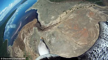 Imagini inedite: Cum se vede lumea prin ochii păsărilor VIDEO