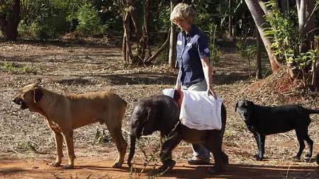 Un pui de elefant orfan, adoptat de oameni, s-a împrieteni cu doi câini FOTO
