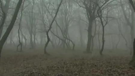 ROMÂNIA MISTICĂ. Pădurea Baciu, Triunghiul Bermudelor din România FOTO&VIDEO