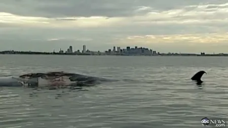 O balenă gigantică, găsită moartă într-un port din Boston VIDEO
