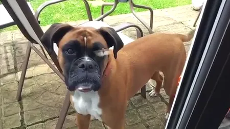 Nu tot ce zboară se mănâncă: Un câine încearcă cu disperare să prindă un fluture VIDEO