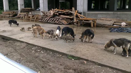 O fetiţă a fost SFÂŞIATĂ DE CÂINI comunitari, în Bacău
