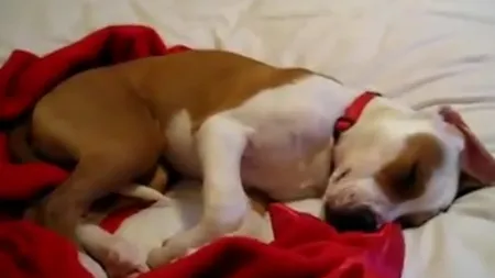 Şi câinii visează urât. Vezi ce face un patruped în somn VIDEO