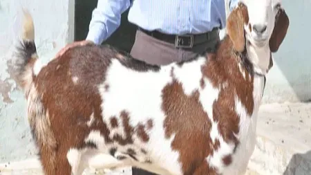Licitaţie INEDITĂ în India. O capră se vinde cu 128 de mii de lire sterline VIDEO