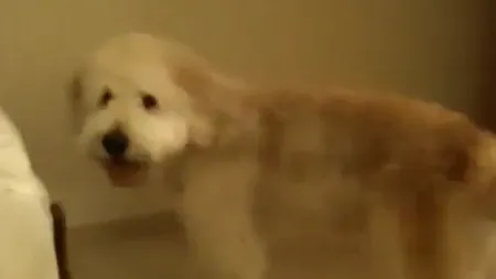 Un câine care aleargă ca un nebun uită să mai sară VIDEO