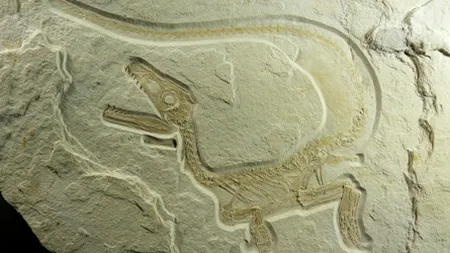Descoperire în America de Nord: Primele fosile de dinozauri cu pene