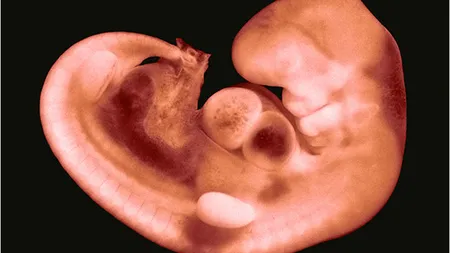 Copii cu trei părinţi? Oamenii de ştiinţă au produs un embrion cu gene de la un bărbat şi două femei