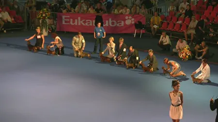 Urmăriţi AICI, LIVE, Campionatul European al câinilor de rasă, Euro Dog Show 2012