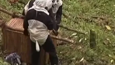 Mai mulţi îngrijitori s-au costumat în urşi pentru a prinde un panda VIDEO