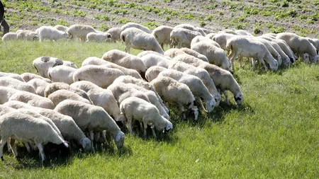 Mafia oilor a pus pe jar autorităţile din Olanda
