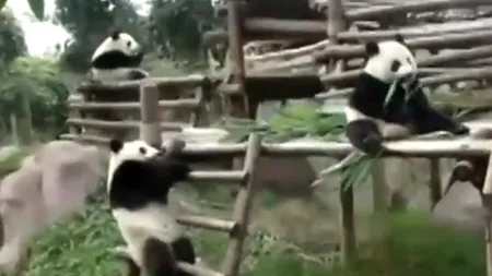 Un urs Panda este pus pe acrobaţii VIDEO