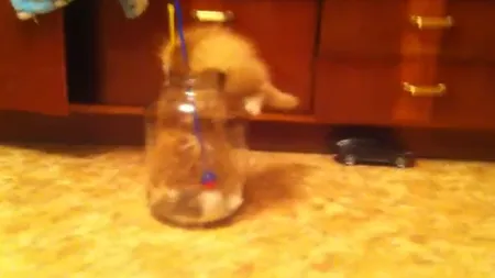 Pisică vs. borcan. Vezi cine câştigă VIDEO