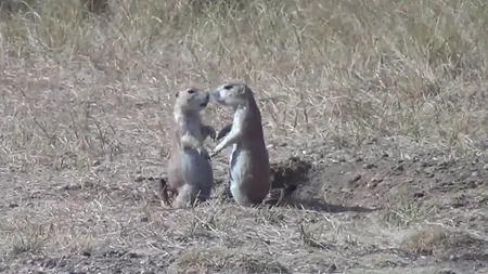 ADORABILE. Două rozătoare au fost surprinse într-un moment de tandreţe VIDEO