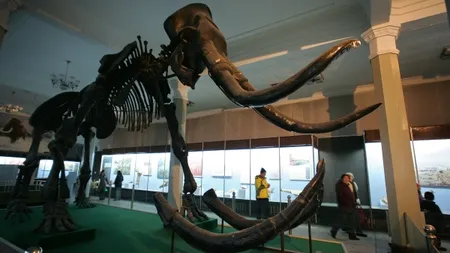 Un schelet de mamut siberian, vândut la licitaţie