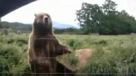 Au rămas fără cuvinte când au văzut ce semn le-a arătat ursul VIDEO