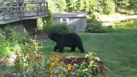 Cum să dai un urs afară din grădină VIDEO