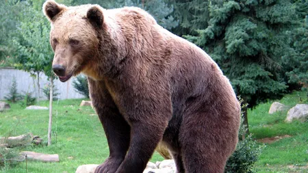 Un urs a ATACAT o gospodărie din Moroieni, judeţul Dâmboviţa
