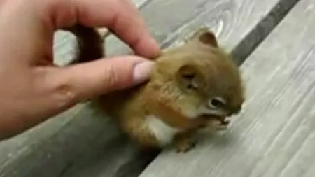 Puiul de veveriţă care îţi va topi instant inima VIDEO
