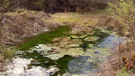 ROMÂNIA MISTICĂ. Balta Vrăjitoarelor, din pădurea Boldu-Creţeasca, o poartă către altă lume