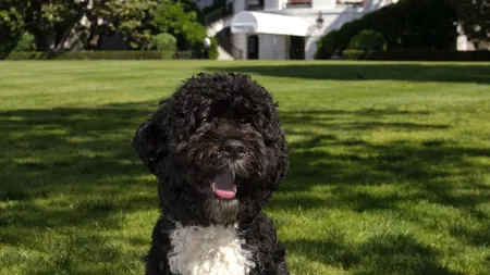 Animalele de la Casa Albă: De la elefanţi şi crocodili, la celebrul câine Bo VIDEO