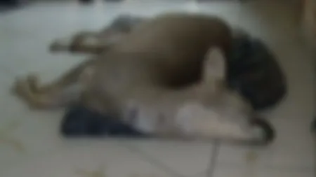 Căprioare ucise cu câini speciali antrenaţi. Doi tineri riscă ani grei de închisoare