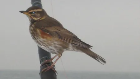 Caz şocant în Marea Nordului: Moartea misterioasă a mii de păsări călătoare
