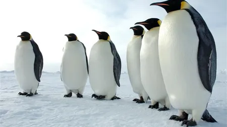 Fosilele unui pinguin uriaş, înalt de doi metri, descoperite în Antarctica