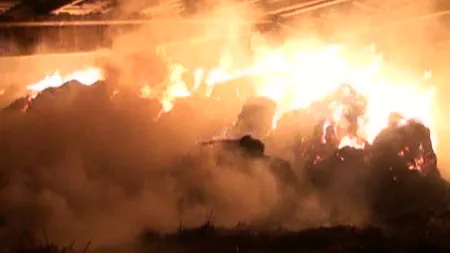 Incendiu puternic la o fermă de pui aparţinând companiei 