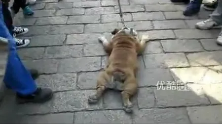 Un bulldog dresat refuză să facă spectacol într-o piaţă din China VIDEO