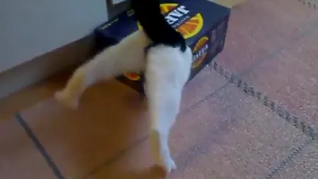 Ce înseamnă perseverenţa: O pisică intră într-un loc aproape imposibil VIDEO