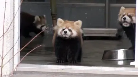 Reacţia demenţială a unui pui de panda roşu la o vizită neaşteptată VIDEO